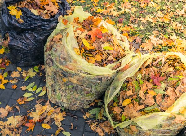 Yard Cleanup Service in Marysville