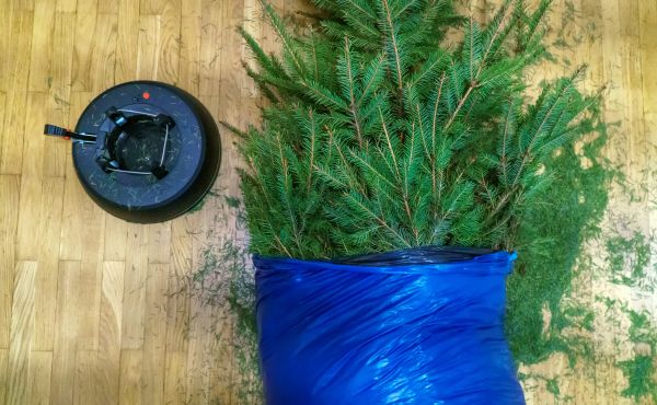 Pine Needle Clean Up