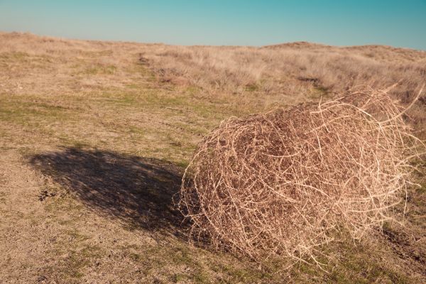 Tumbleweed Removal in Marysville