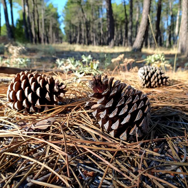Pine Cone Removal in Marysville