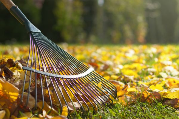 Lawn Raking Service in Marysville