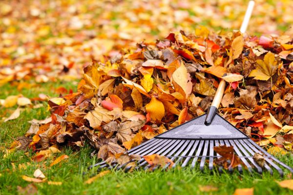 Yard Leaf Removal in Marysville