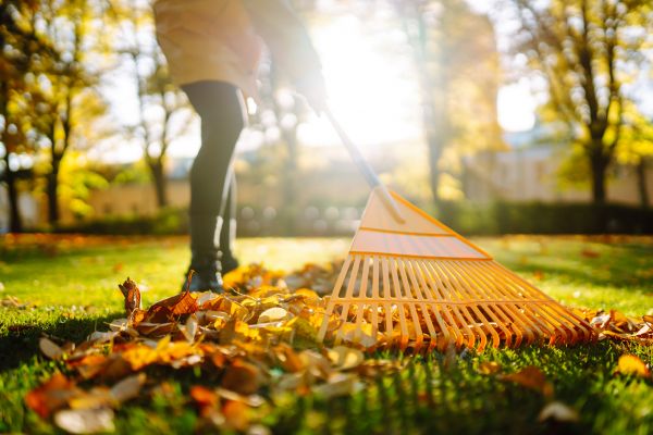 Leaves Raking in Marysville