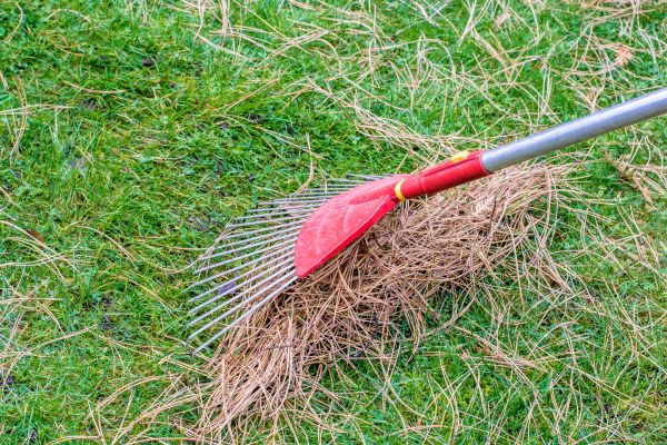 Yard Raking in Marysville