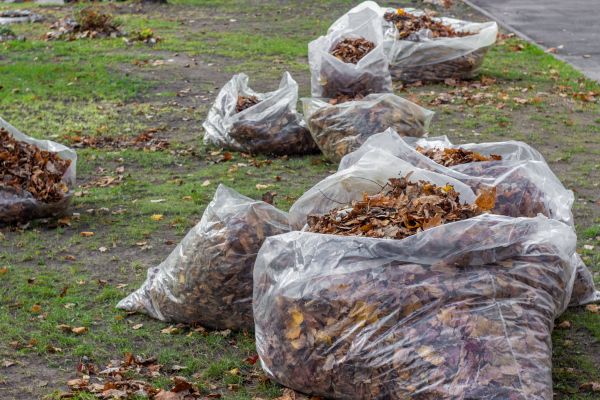 Cost of Leaf Pile Disposal in Marysville