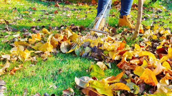 Lawn Cleanup Service in Marysville